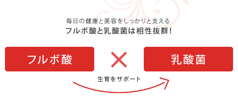 乳酸菌