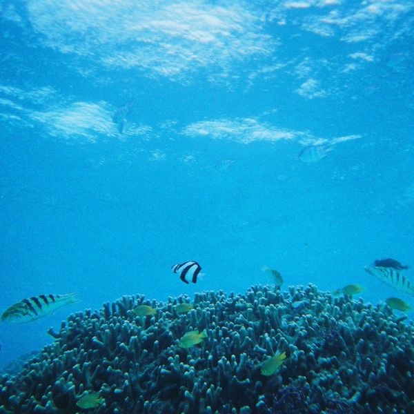 珪素(ケイ素)の健康効果。美容と健康に欠かせない必須栄養素その効果とは？