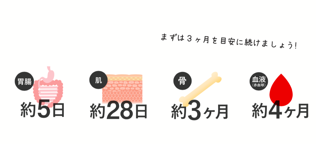 細胞の活性周期